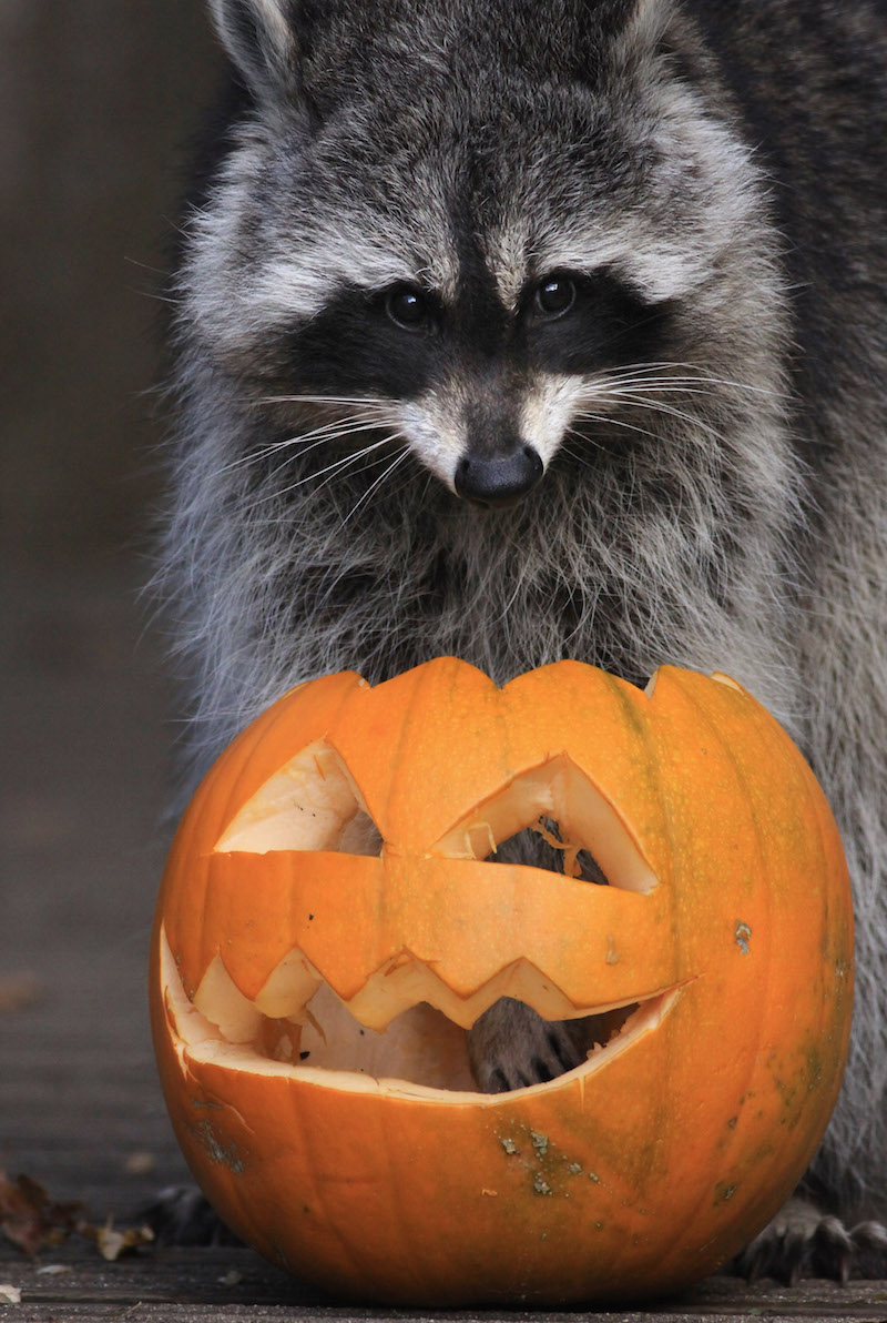 Image via Getty.